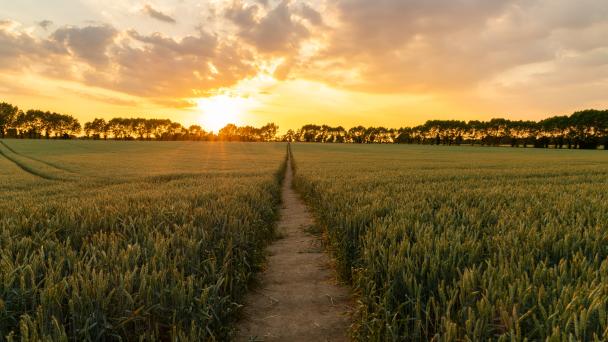 sunrise over path through field of crops