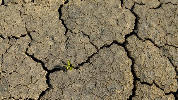 Dry earth with deep cracks and a small green sprout